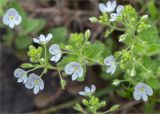 Veronica peduncularis. Соцветия. Грузия, край Рача-Лечхуми и Нижняя Сванетия, Амбролаурский муниципалитет, окр. с. Зеда-Гвардиа, дол. р. Шарола, выс. 610 м н.у.м., лиственный лес, каменистая обочина грунтовой дороги. 07.05.2017.