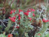 род Cladonia