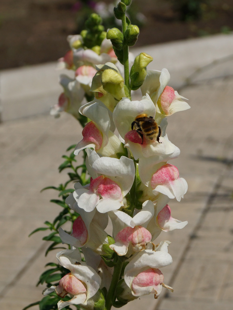 Изображение особи Antirrhinum majus.