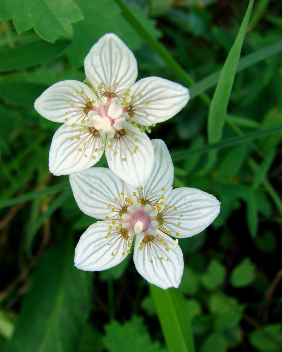 Изображение особи Parnassia palustris.