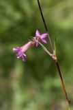 Viscaria vulgaris. Часть побега с пазушным соцветием. Ленинградская обл., Лужский р-н, 136 км шоссе М-20, олуговелая опушка лишайниково-зеленомошного сосняка на песке. 15.06.2018.