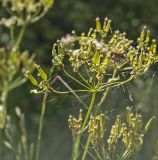 Anthriscus sylvestris