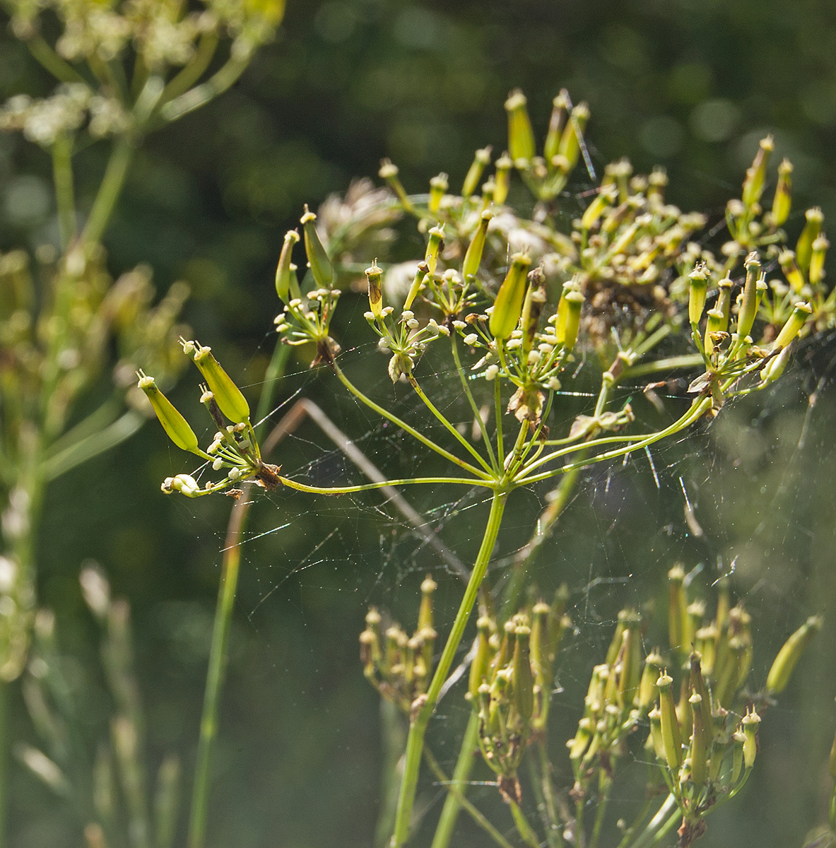 Изображение особи Anthriscus sylvestris.