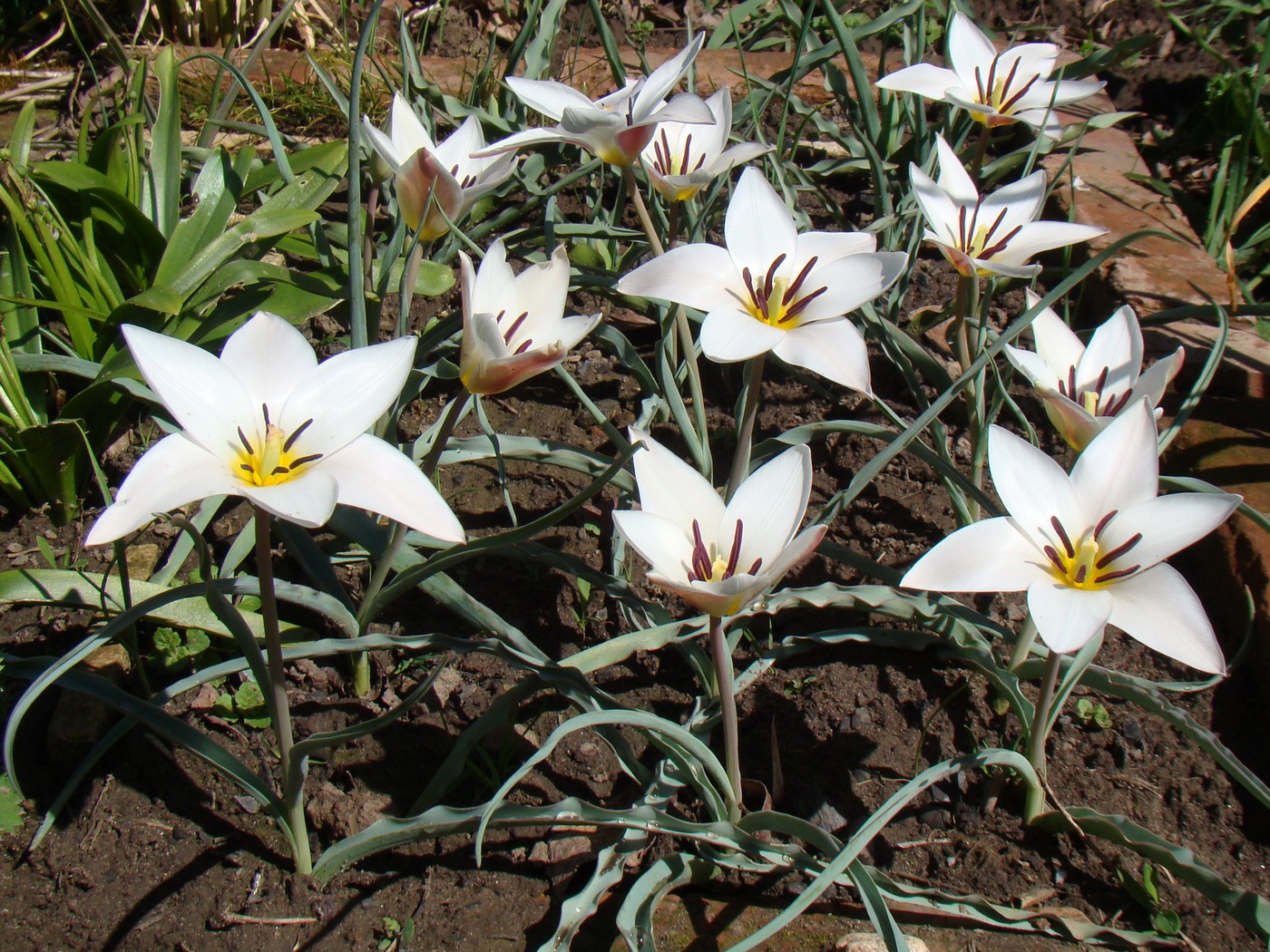 Изображение особи Tulipa clusiana.