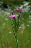 Dianthus armeria