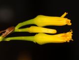 genus Kleinia
