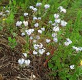 Myosotis lithospermifolia