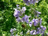 Polemonium chinense