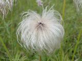 Pulsatilla dahurica