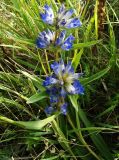 Gentiana decumbens