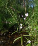 Epilobium palustre. Верхушки цветущих и плодоносящих побегов. Магаданская обл., г. Магадан, мкр-н Снежная Долина, бассейн р. Дукча, долинный ивняк, на берегу ручья. 07.08.2022.