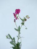 Lathyrus tuberosus