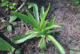 Gentiana macrophylla