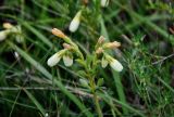 Onosma simplicissima