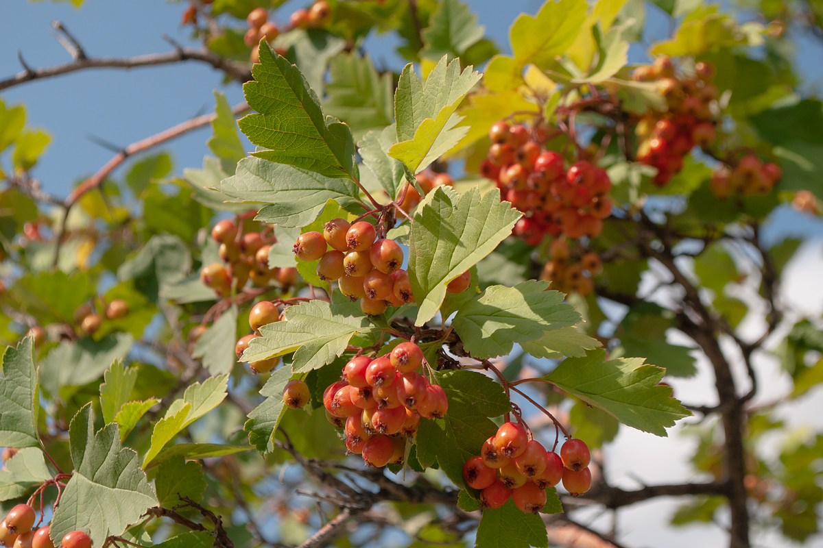 Изображение особи Crataegus dahurica.