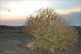 Crambe maritima