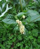 Persicaria lapathifolia