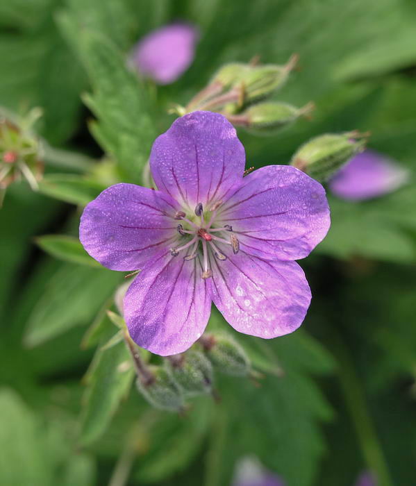 Изображение особи Geranium sylvaticum.