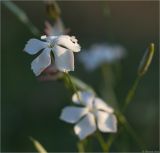 Dianthus lanceolatus. Цветок. Ростовская обл., Мясниковский р-н, окр. хут. Недвиговка. 09.06.2011.