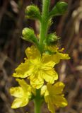 Agrimonia eupatoria подвид grandis. Часть соцветия с цветком и бутонами. Крым, Симферопольский р-н, степь в окр. с. Доброе. 25 июня 2012 г.