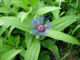 Centaurea montana. Верхушка растения с соцветием. Ярославская обл., Некоузский р-н, дер. Рогопивец, заброшенный огород. 31.05.2012.