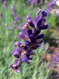 Lavandula angustifolia. Соцветие. Польша, Мазовецкое воеводство, Западноваршавский повят, гмина Блоне, сельский округ Брамки, корчма под Фазанами. 05.07.2012.