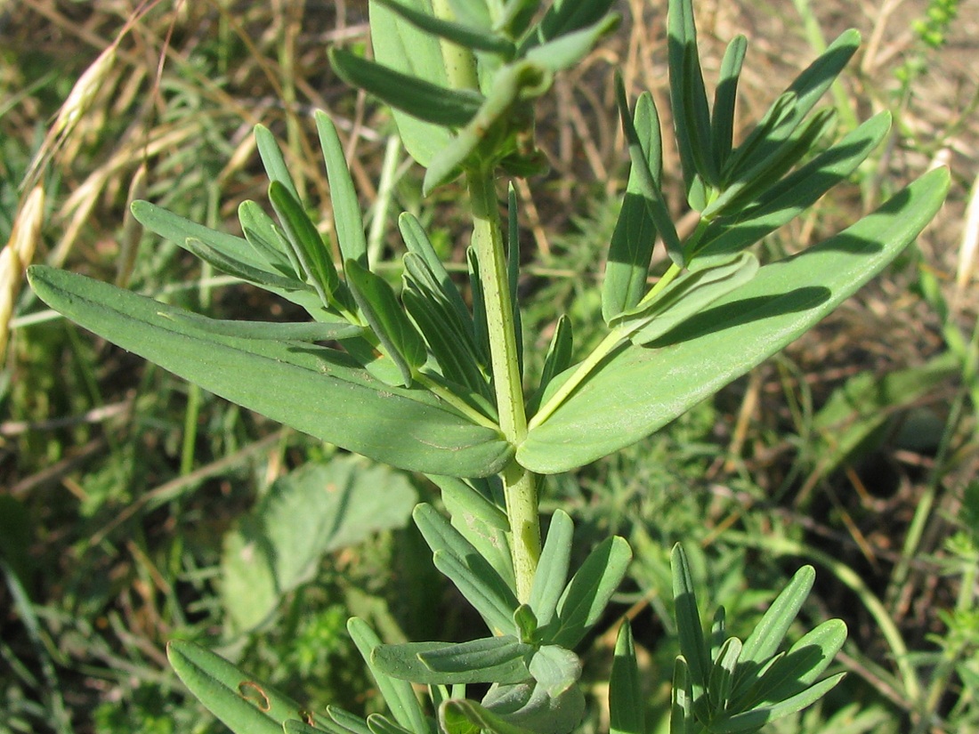 Изображение особи Hypericum elegans.