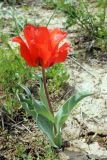 Tulipa greigii