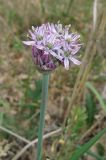 Allium quercetorum. Соцветие. Крым, Карадагский заповедник, Береговой хребет, шибляк. 6 мая 2013 г.