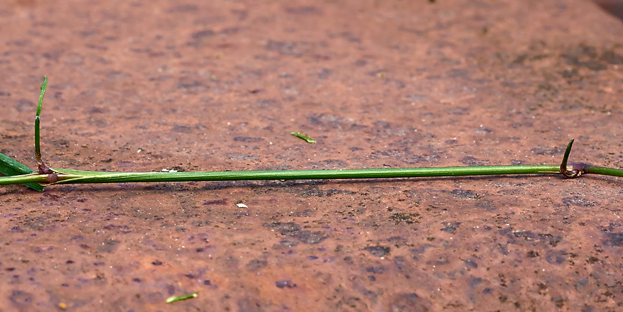 Изображение особи Agrostis stolonifera.