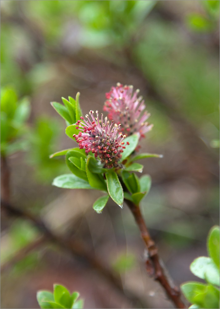 Изображение особи Salix myrsinites.