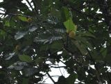 Artocarpus elasticus. Ветви с плодами. Таиланд, национальный парк Си Пханг-нга. 19.06.2013.