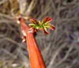 Rubus idaeus. Разворачивающиеся молодые листья. Московская обл., г. Электрогорск, заброшенные садовые участки на берегу Стахановского озера. 18.04.2014.