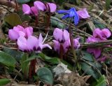 Cyclamen coum. Цветущее растение (синий цветок - Scilla sp.). Краснодарский край, Туапсинский район, подножие г. Шесси, субальпийский луг, выс. 1600 м н.у.м. 03.05.2014.