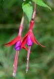 Fuchsia magellanica. Цветки. Германия, г. Дюссельдорф, Ботанический сад университета. 04.05.2014.