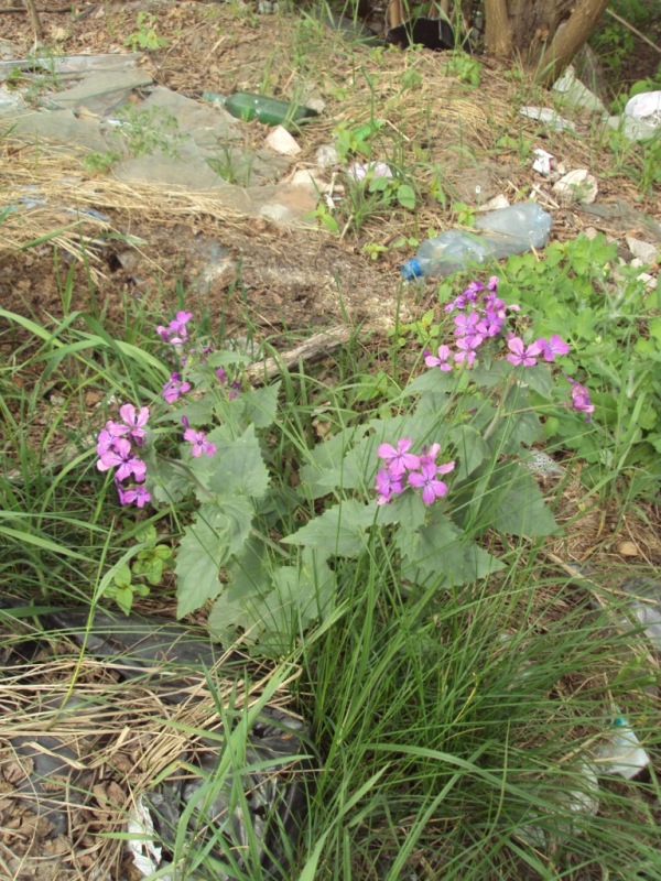 Изображение особи Lunaria annua.