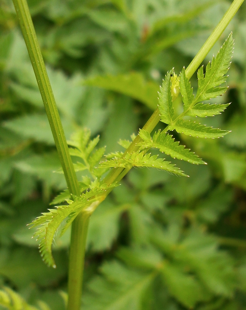 Image of Chaerophyllum aureum specimen.