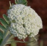 Achillea filipendulina