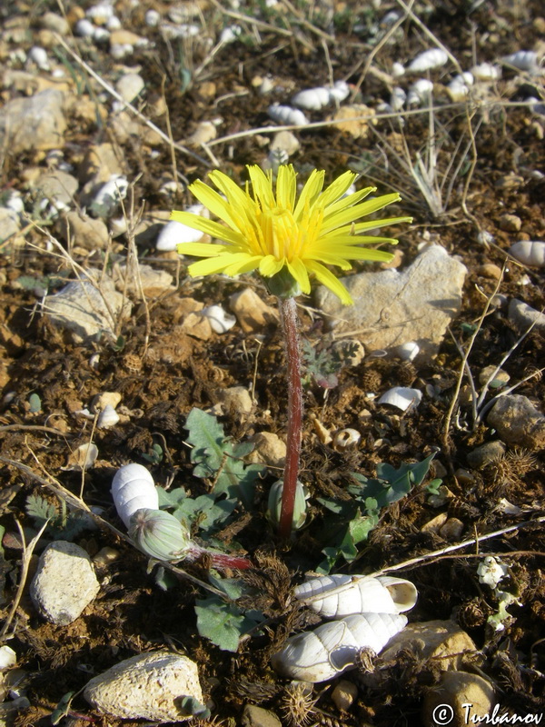 Изображение особи Taraxacum hybernum.