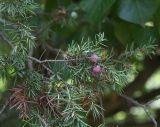 Juniperus deltoides