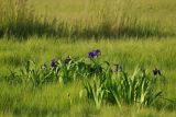 Iris laevigata