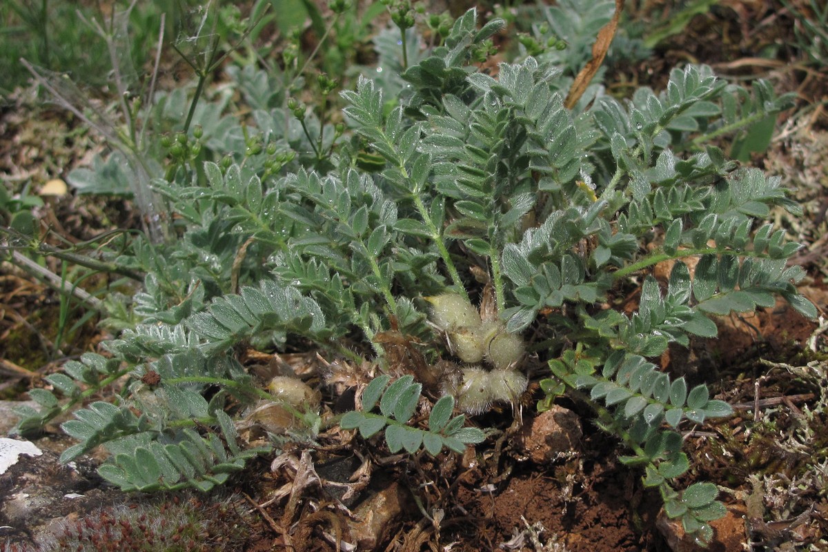 Изображение особи Astragalus rupifragus.