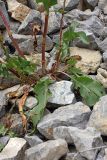 Rumex pamiricus