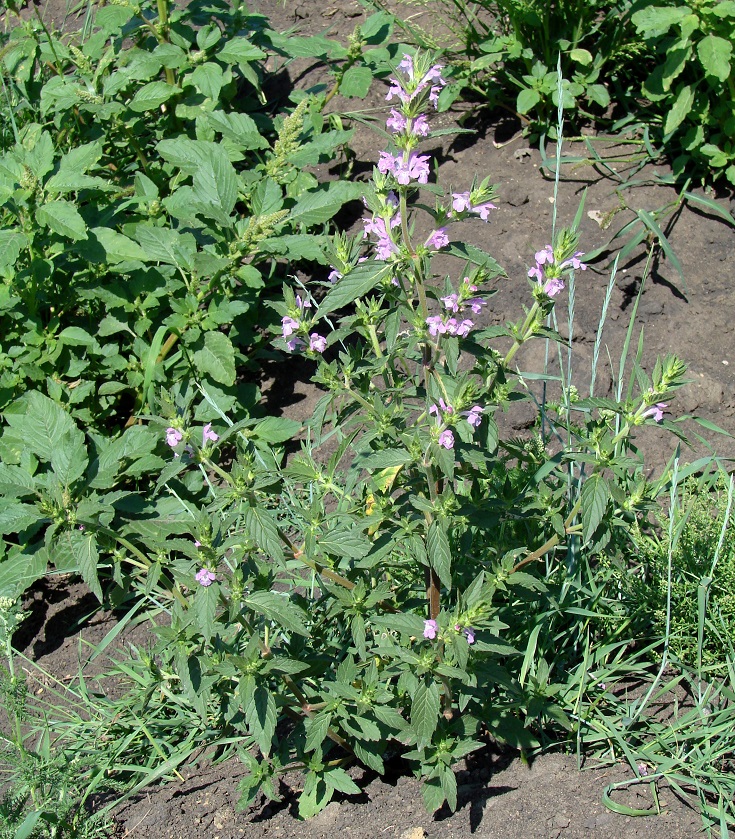 Изображение особи Galeopsis ladanum.