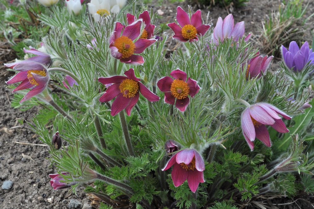 Изображение особи Pulsatilla vulgaris.