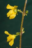 род Forsythia