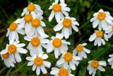 Pyrethrum corymbosum