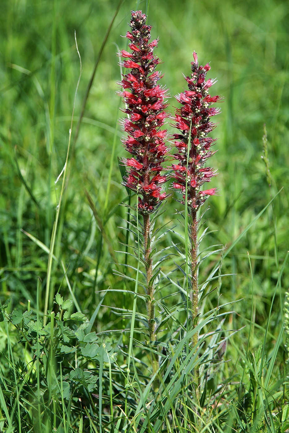 Изображение особи Echium russicum.