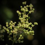 Filipendula ulmaria. Часть соплодия. Ленинградская обл., окр. ст. Бронка. 08.08.2009.