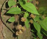 Euonymus verrucosus